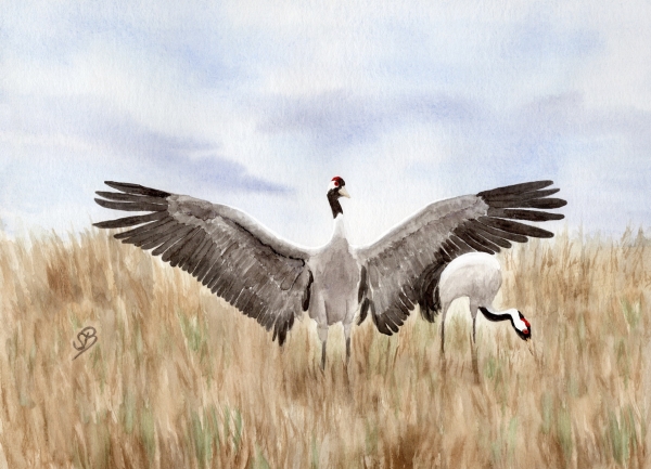 Poster DIN-A3 Watercolor Maritime Art Print Baltic Sea Crane dancing Baltic Sea Darß Zingst